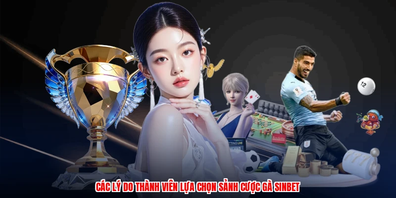 Các lý do thành viên lựa chọn sảnh cược gà SINBET