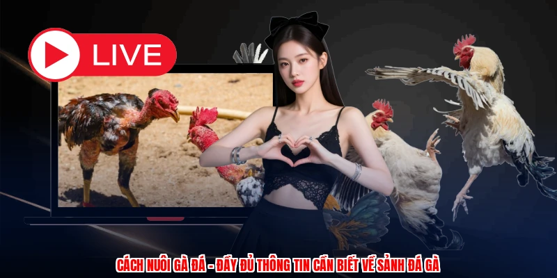 Cách Nuôi Gà Đá - Đầy Đủ Thông Tin Cần Biết Về Sảnh Đá Gà