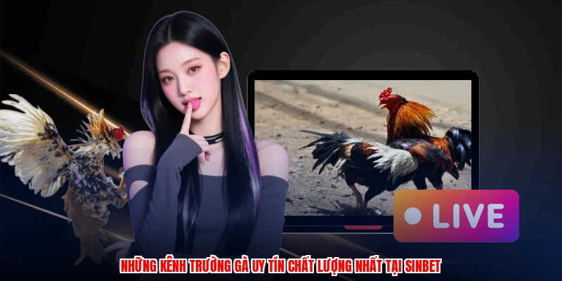 Những kênh trường gà uy tín chất lượng nhất tại SINBET