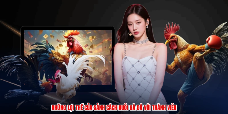 Những lợi thế của sảnh cách nuôi gà đá với thành viên