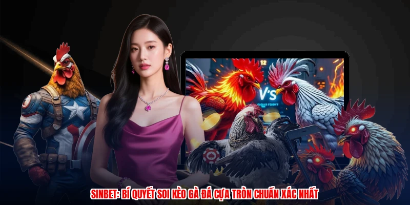 SINBET: Bí Quyết Soi Kèo Gà Đá Cựa Tròn Chuẩn Xác Nhất