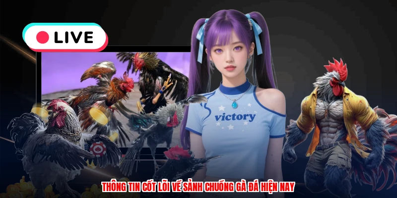 Thông tin cốt lõi về sảnh chuồng gà đá hiện nay