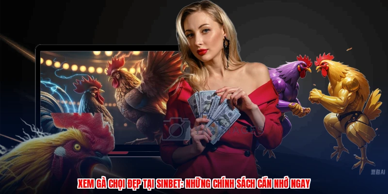 Xem Gà Chọi Đẹp Tại SINBET: Những Chính Sách Cần Nhớ Ngay