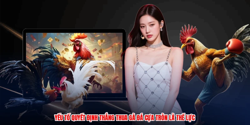 Yếu tố quyết định thắng thua gà đá cựa tròn là thể lực