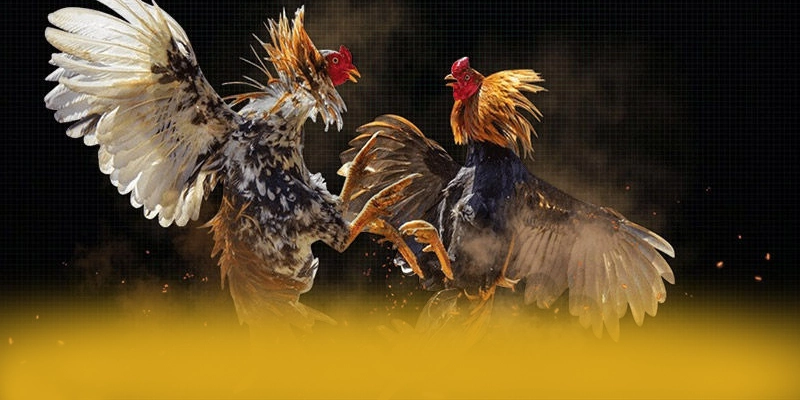 FAQ về 8XBET