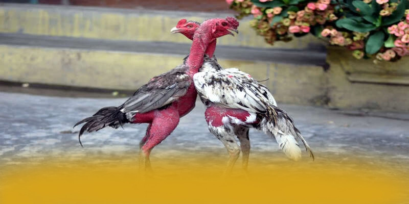 Nhận xét từ cộng đồng người chơi về [THUONG_HIEU]