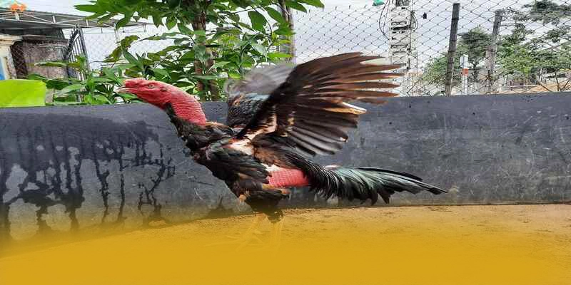 BET168 - Kết luận với góc nhìn khách quan.